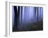 Forest in the Fog, Bielefeld, Germany-Thorsten Milse-Framed Photographic Print