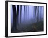 Forest in the Fog, Bielefeld, Germany-Thorsten Milse-Framed Photographic Print