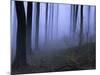Forest in the Fog, Bielefeld, Germany-Thorsten Milse-Mounted Photographic Print