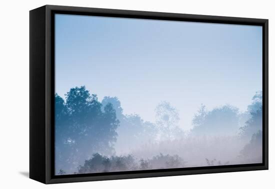 Forest in the Morning Mist-Pongphan Ruengchai-Framed Stretched Canvas