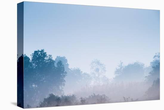 Forest in the Morning Mist-Pongphan Ruengchai-Stretched Canvas