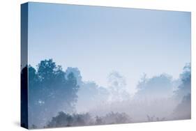 Forest in the Morning Mist-Pongphan Ruengchai-Stretched Canvas