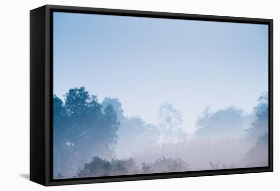 Forest in the Morning Mist-Pongphan Ruengchai-Framed Stretched Canvas