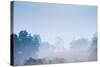 Forest in the Morning Mist-Pongphan Ruengchai-Stretched Canvas