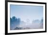 Forest in the Morning Mist-Pongphan Ruengchai-Framed Photographic Print