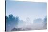 Forest in the Morning Mist-Pongphan Ruengchai-Stretched Canvas