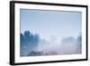 Forest in the Morning Mist-Pongphan Ruengchai-Framed Photographic Print