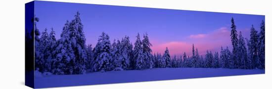 Forest in Winter, Dalarna, Sweden-null-Stretched Canvas
