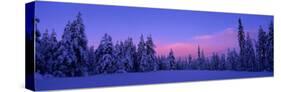 Forest in Winter, Dalarna, Sweden-null-Stretched Canvas