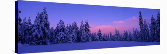 Forest in Winter, Dalarna, Sweden-null-Stretched Canvas