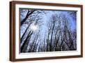 Brown Frame