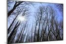 Wood Mount