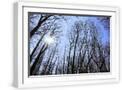 White Frame