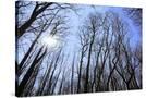 Stretched Canvas