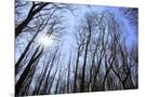 Wood Mount