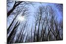 Wood Mount