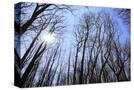 Stretched Canvas