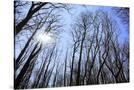 Stretched Canvas
