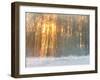 Forest in Winter with Bright Sunlight-Utterström Photography-Framed Photographic Print