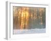 Forest in Winter with Bright Sunlight-Utterström Photography-Framed Photographic Print