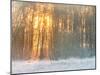 Forest in Winter with Bright Sunlight-Utterström Photography-Mounted Photographic Print