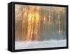 Forest in Winter with Bright Sunlight-Utterström Photography-Framed Stretched Canvas