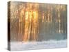 Forest in Winter with Bright Sunlight-Utterström Photography-Stretched Canvas