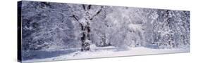 Forest in Winter, Yosemite National Park, California, USA-null-Stretched Canvas