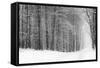 Forest in Winter-Doug Chinnery-Framed Stretched Canvas