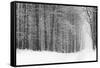 Forest in Winter-Doug Chinnery-Framed Stretched Canvas