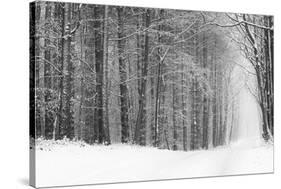 Forest in Winter-Doug Chinnery-Stretched Canvas