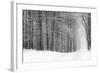 Forest in Winter-Doug Chinnery-Framed Photographic Print