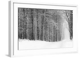 Forest in Winter-Doug Chinnery-Framed Photographic Print