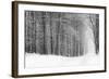 Forest in Winter-Doug Chinnery-Framed Photographic Print