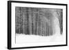 Forest in Winter-Doug Chinnery-Framed Photographic Print