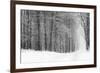 Forest in Winter-Doug Chinnery-Framed Photographic Print
