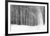 Forest in Winter-Doug Chinnery-Framed Photographic Print