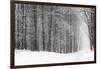 Forest in Winter-Doug Chinnery-Framed Photographic Print