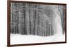 Forest in Winter-Doug Chinnery-Framed Photographic Print