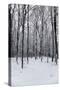 Forest in Winter-igabriela-Stretched Canvas
