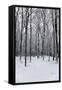 Forest in Winter-igabriela-Framed Stretched Canvas