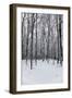 Forest in Winter-igabriela-Framed Photographic Print