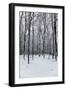 Forest in Winter-igabriela-Framed Photographic Print