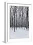 Forest in Winter-igabriela-Framed Photographic Print