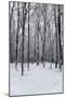 Forest in Winter-igabriela-Mounted Photographic Print