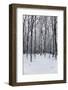 Forest in Winter-igabriela-Framed Photographic Print