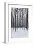 Forest in Winter-igabriela-Framed Photographic Print