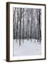 Forest in Winter-igabriela-Framed Photographic Print