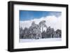 Forest in Winter-mpalis-Framed Photographic Print