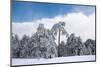 Forest in Winter-mpalis-Mounted Photographic Print